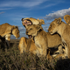 Illustration for article titled 41 More Amazing Photos From the Sony World Photography Awards